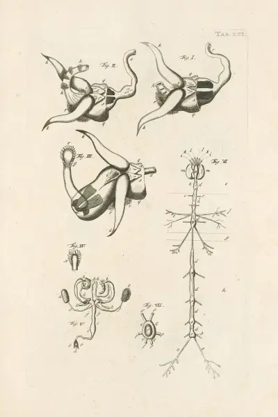 The book of nature, or, The history of insects Pl.22 av Jan Swammerdam