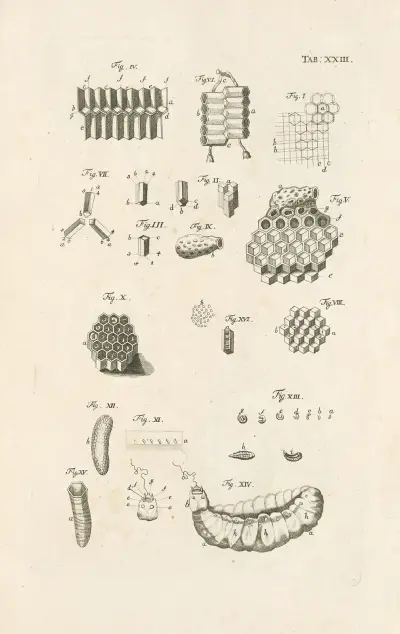 The book of nature, or, The history of insects Pl.23 av Jan Swammerdam