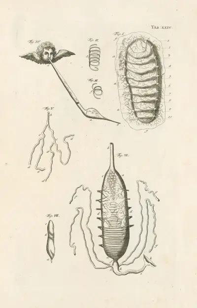 The book of nature, or, The history of insects Pl.24 av Jan Swammerdam