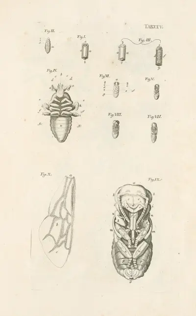 The book of nature, or, The history of insects Pl.25 av Jan Swammerdam