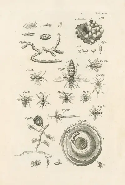 The book of nature, or, The history of insects Pl.26 av Jan Swammerdam