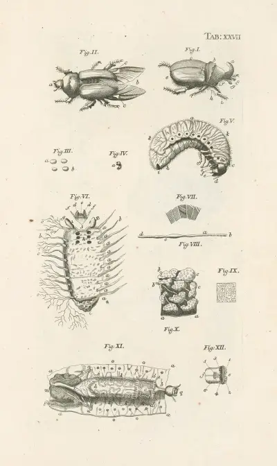 Naturens bok, eller, Insekternas historia Pl.27 av Jan Swammerdam