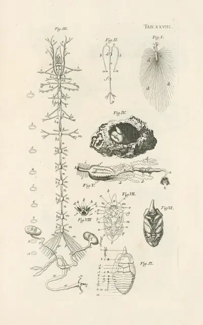 Księga natury, czyli historia owadów Pl.28, Jan Swammerdam