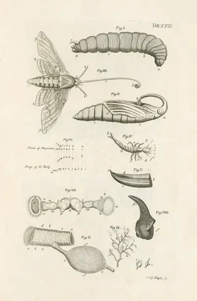 The book of nature, or, The history of insects Pl.29 av Jan Swammerdam