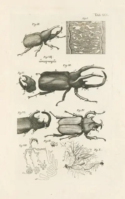 Księga natury, czyli historia owadów Pl.30, Jan Swammerdam