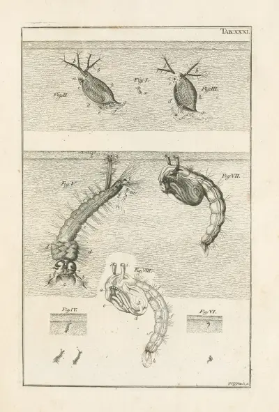 The book of nature, or, The history of insects Pl.31 av Jan Swammerdam