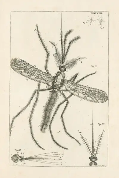 The book of nature, or, The history of insects Pl.32 av Jan Swammerdam