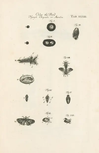 The book of nature, or, The history of insects Pl.33 av Jan Swammerdam