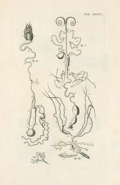 The book of nature, or, The history of insects Pl.36 av Jan Swammerdam