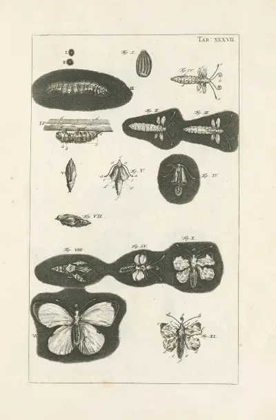 The book of nature, or, The history of insects Pl.37 av Jan Swammerdam