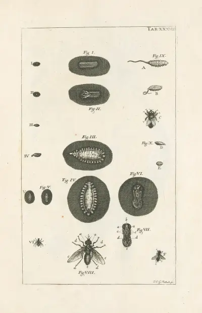 The book of nature, or, The history of insects Pl.38 av Jan Swammerdam