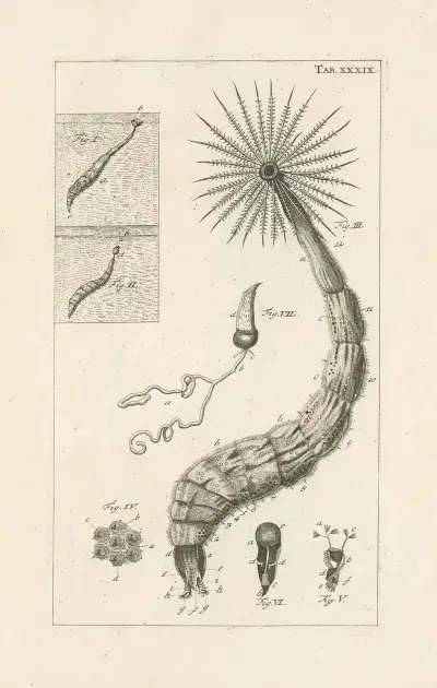 The book of nature, or, The history of insects Pl.39 av Jan Swammerdam