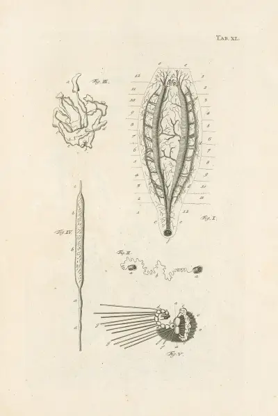 The book of nature, or, The history of insects Pl.40 av Jan Swammerdam