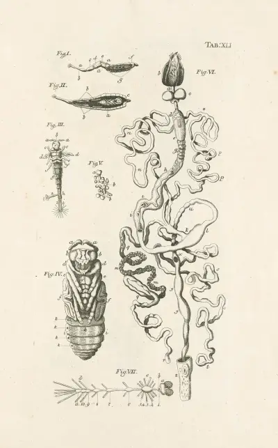 Księga natury, czyli Historia owadów Pl.41, Jan Swammerdam