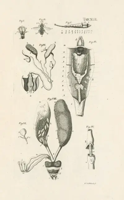 The book of nature, or, The history of insects Pl.42 av Jan Swammerdam