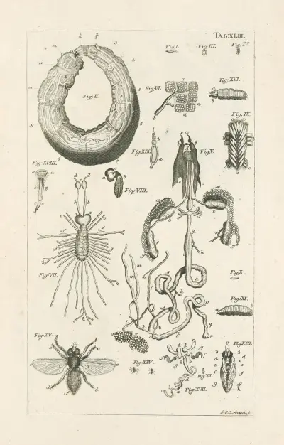 The book of nature, or, The history of insects Pl.43, Jan Swammerdam