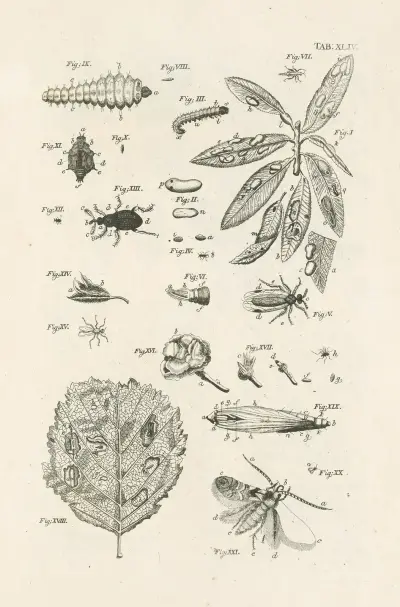 The book of nature, or, The history of insects Pl.44 av Jan Swammerdam