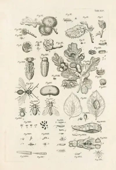 The book of nature, or, The history of insects Pl.45 av Jan Swammerdam