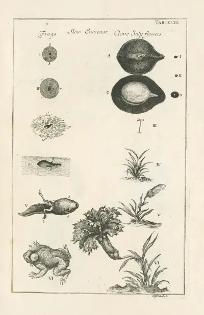The book of nature, or, The history of insects Pl.46 av Jan Swammerdam
