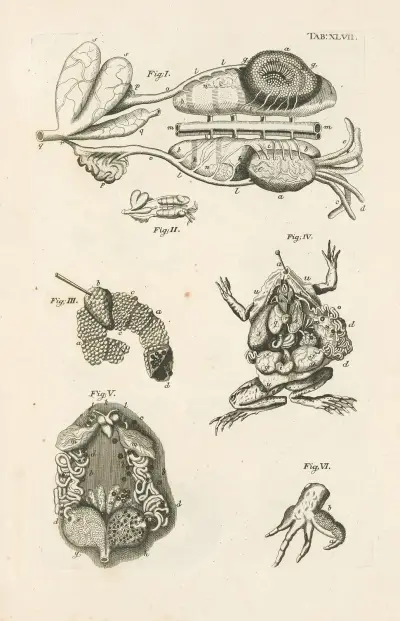 Księga natury, czyli historia owadów Pl. 47, Jan Swammerdam