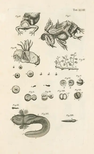 Naturens bok, eller insekternas historia, pl. 48 av Jan Swammerdam