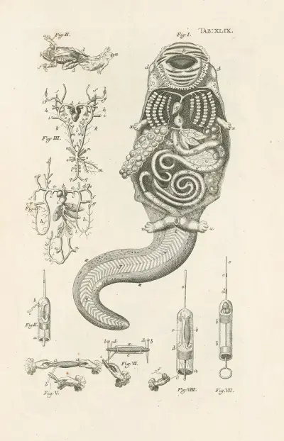 The book of nature, or, The history of insects Pl.49 av Jan Swammerdam