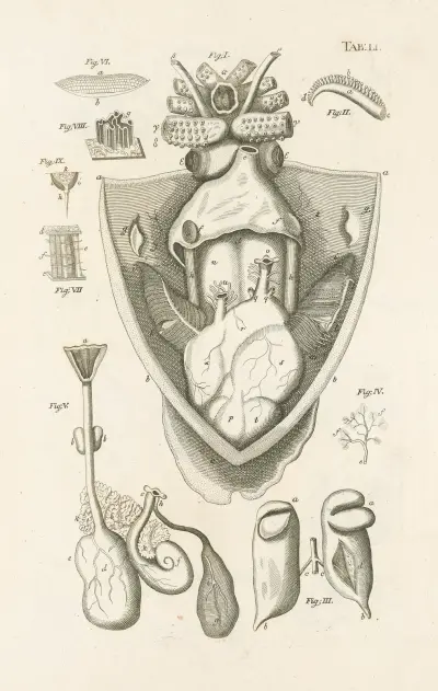 The book of nature, or, The history of insects Pl.51 av Jan Swammerdam