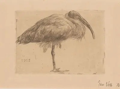 Ibis av Jan Veth