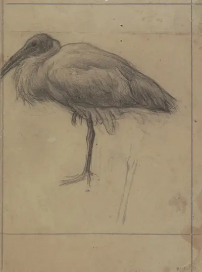 Uppstoppad ibis av Jan Veth