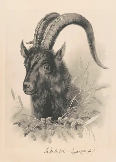 The mountain bock av Henry Jerome Schile