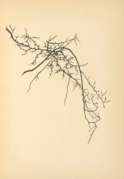 Vertrauen Pl.09 av Johanna Beckmann