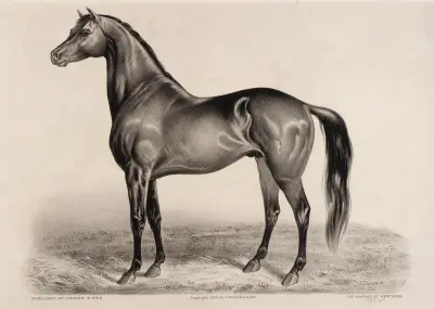 Redpath av John Cameron