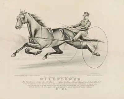 The grand California filly Wildflower; by Electioneer – dam, by St. Clair. bred by Gov. Leland Stanford, at Palo Alto, Cal. av John Cameron