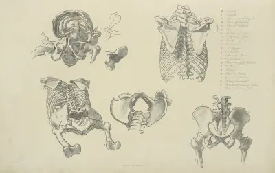 Five views of bones of ribcage and pelvis av John Flaxman