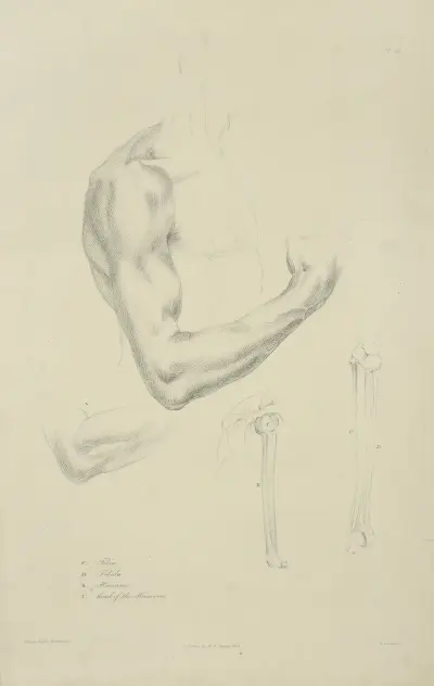 Four views of musculature and bones of bent arm av John Flaxman