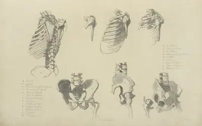 Seven views of bones of ribcage and pelvis av John Flaxman
