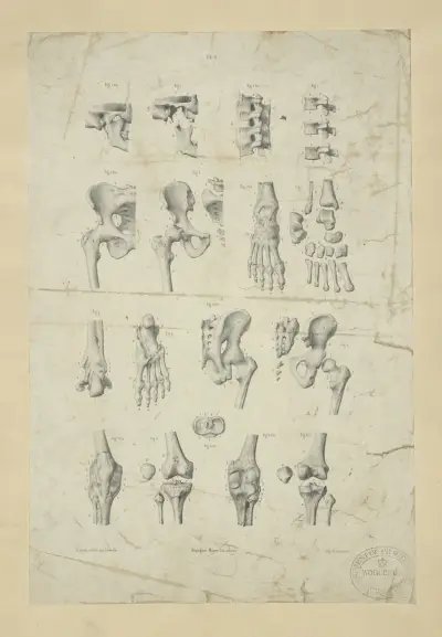 Several views of bones of pelvis, knee, and foot av John Flaxman