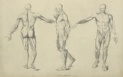 Three poses of musculature av John Flaxman