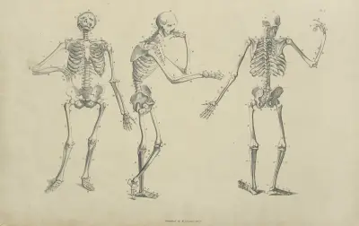 Three poses of skeleton av John Flaxman
