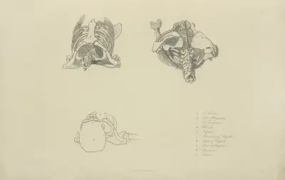 Three views of bones of upper torso av John Flaxman