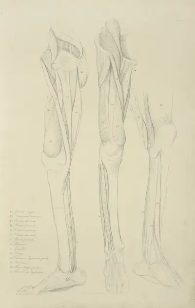 Three views of musculature of the leg av John Flaxman