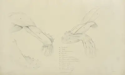 Three views of the musculature of the arm av John Flaxman