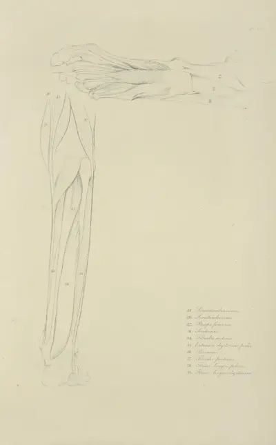 Two views of musculature of lower leg av John Flaxman