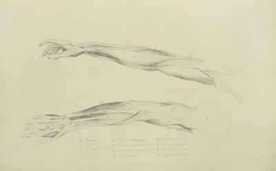 Two views of musculature of the arm. – nr 1 av John Flaxman