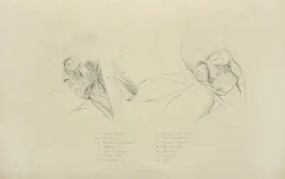 Two views of musculature of the face av John Flaxman