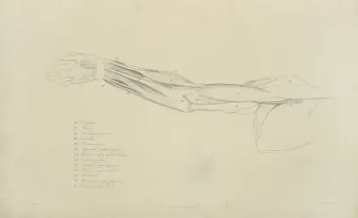 View of musculature of the arm av John Flaxman