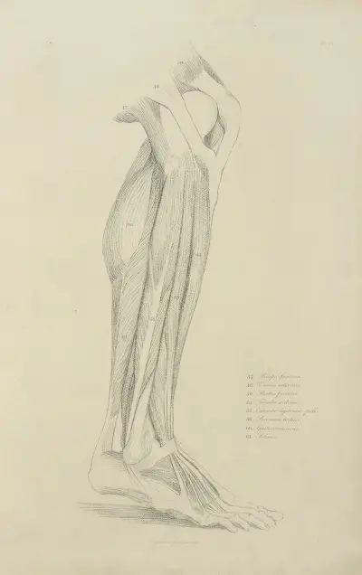 View of musculature of the leg 2 av John Flaxman