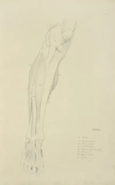 View of musculature of the leg from the front av John Flaxman
