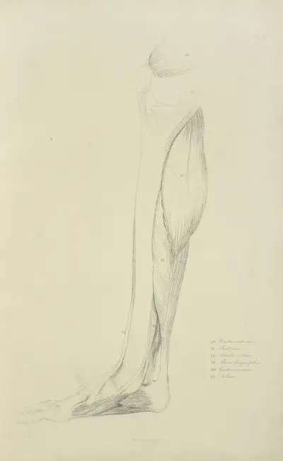 View of musculature of the leg av John Flaxman