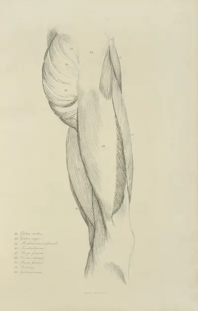 View of musculature of the upper leg and buttock av John Flaxman